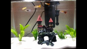 Senior Derek Czapek owns five aquariums that he stores in his home. He hopes the Aquarium Club can build aquariums at BVH once in-person learning resumes.
