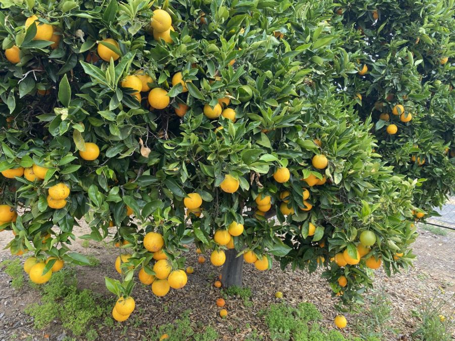 On May 8, to celebrate Mothers Day, senior Laurinne Eugenio volunteered for ProduceGood where she and her family harvested organically-grown fruits that would then be shared to communities that are struggling from food insecurity. The mainly harvested oranges.