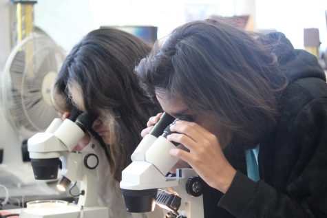 At Bonita Vista High (BVH) on Feb. 4, 7th grader Dynnelle Adrianzen and 8th grader Antonio Zayas  look through microscopes that contain Brine shrimp eggs. This was 1 out of the 6 stations in the session.