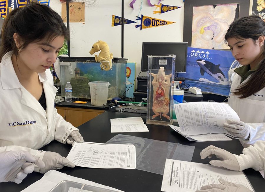 Twins Selena (on left) and Cynthia (on right) are in the same fourth period International Baccalaureate (IB) biology. During this class session they are conducting a lab that involves dissecting a fetal pig (not shown.)