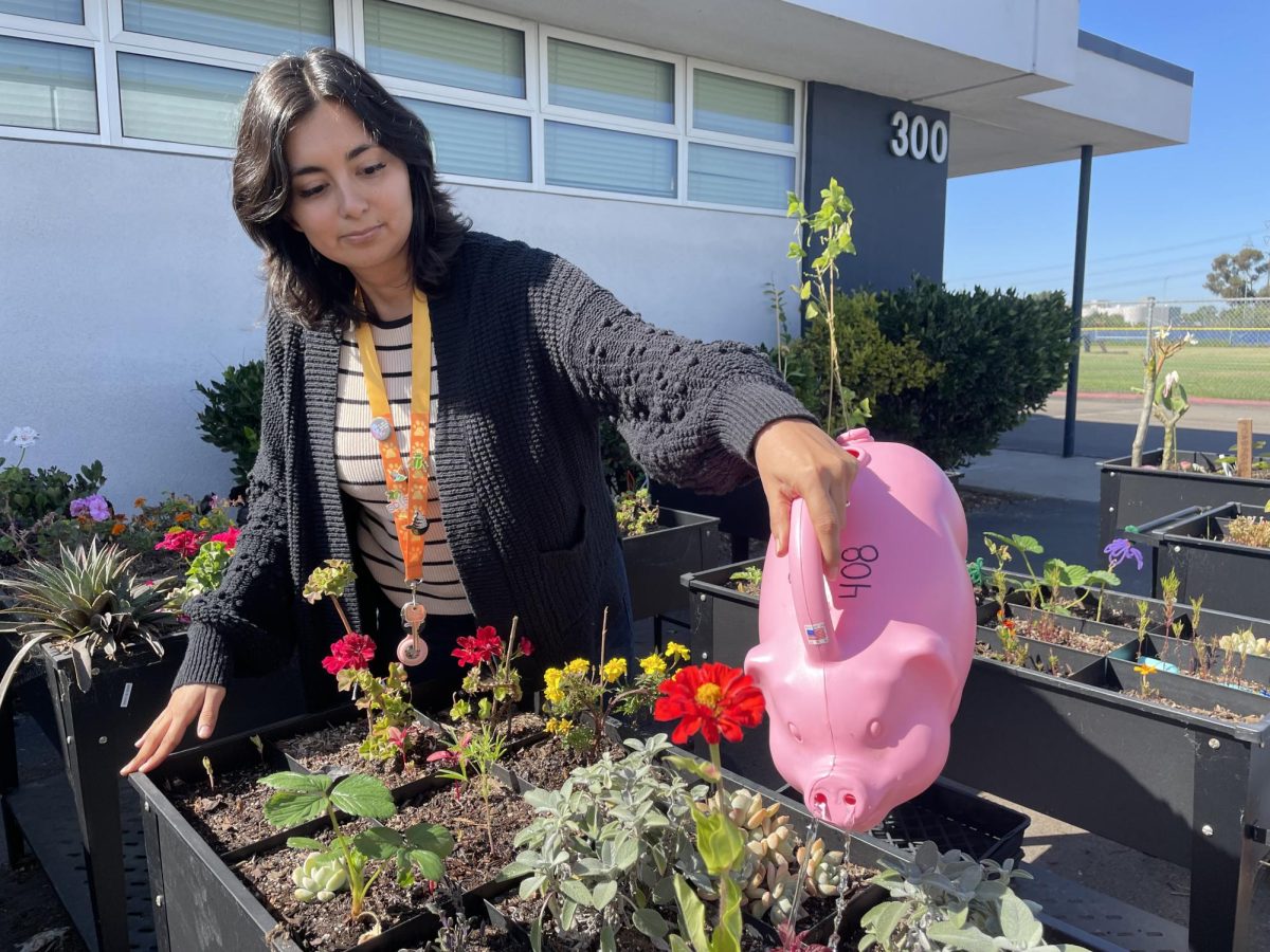 On Oct. 20 in front of room 408, Prisicilla McClain waters the garden that she and her classes tend to. McClain has taken over for both of Adrienne Marriotts Zoology and Botany classes upon her return.