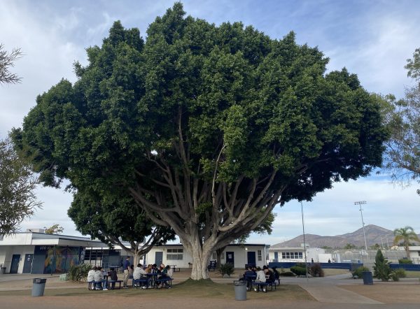 Biology teacher, Oscar Gracias, takes his fifth period biology class to the quad under the Bonita Vista High (BVH) tree to work in an open environment. The BVH tree gives a sense of identity to the school and students.