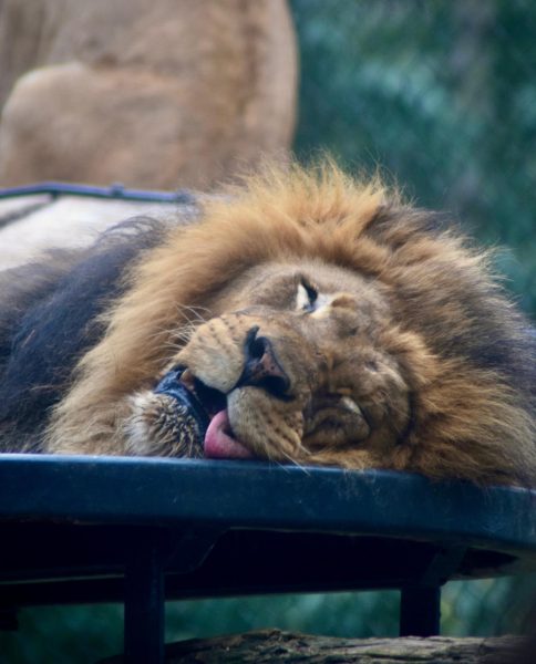 At the San Diego Zoo Curiel captures a sleeping lion closeup.